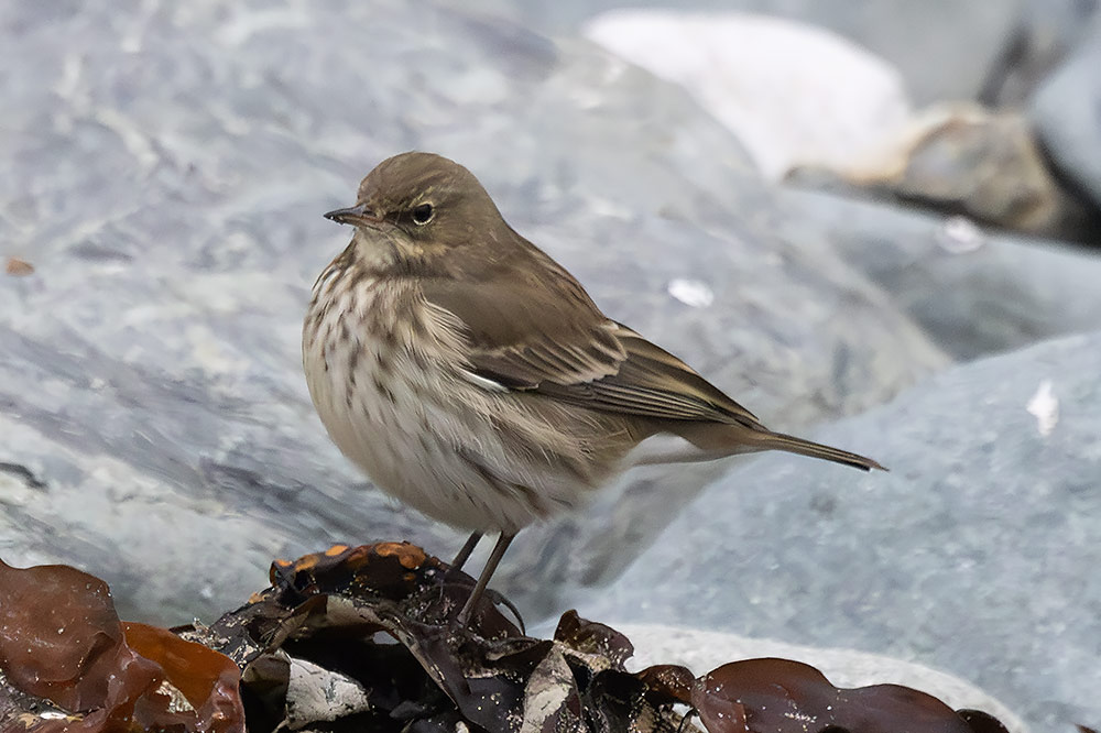 Water pipit